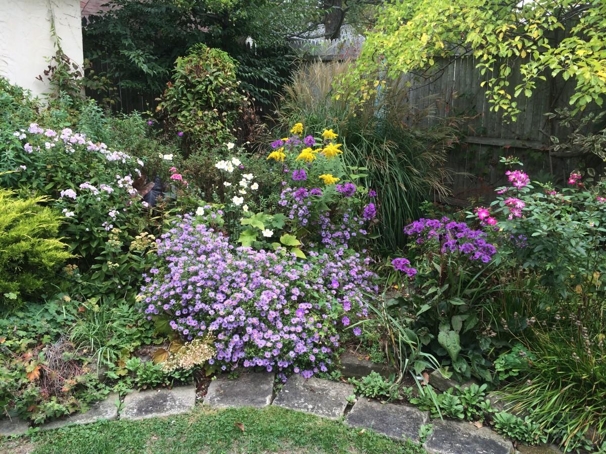 G1490 Aster Oblongifolius 27october Skies 27 32 Cf071313 5706 4916 97e2 B277e8f43ca7 from www redcrocus com