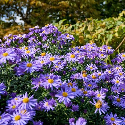 G1490 Aster Oblongifolius 27october Skies 27 33 5d3c9fe7 8565 47b7 B7e8 Bc034e162952 from www redcrocus com