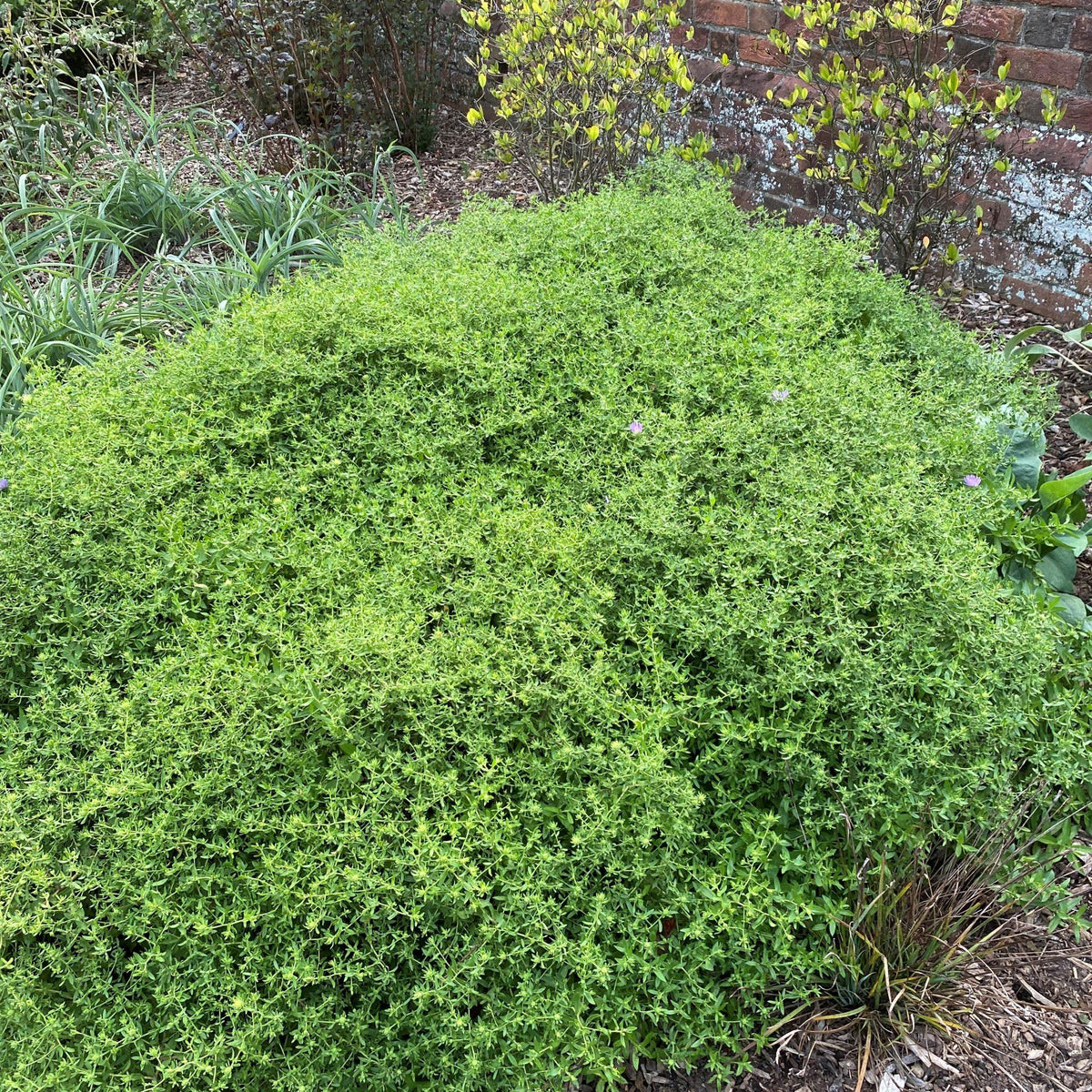 G1490 Aster Oblongifolius 27october Skies 27 34 5ee3576a 622b 4466 Abb6 387cfcb733ed from www redcrocus com
