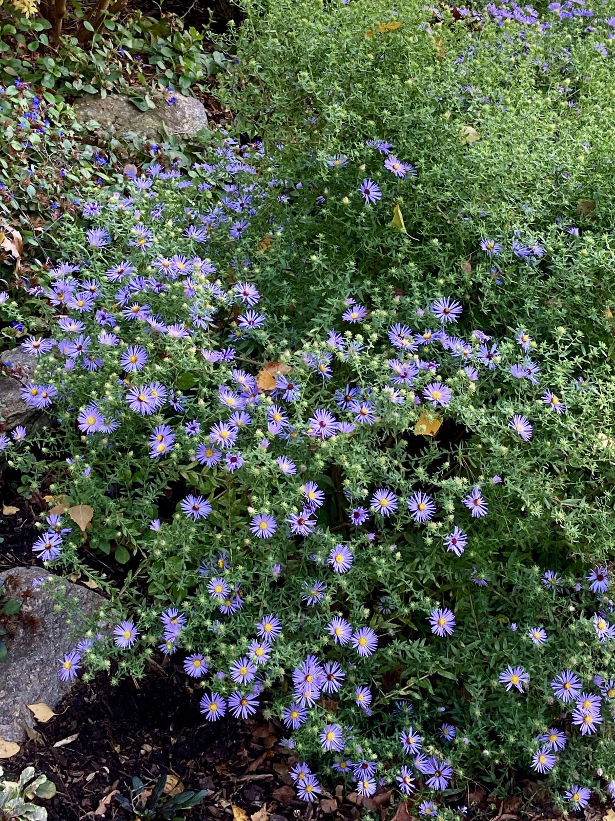 G1490 Aster Oblongifolius 27october Skies 27 35 37b22de9 49e3 46e8 A120 F69eb29241b7 from www redcrocus com