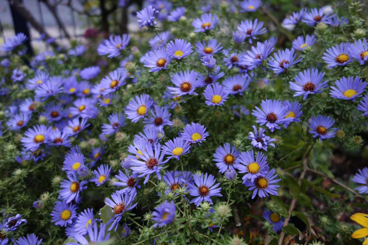 G1490 Aster Oblongifolius 27october Skies 27 36 9e1c34cb C2b8 4ed9 9bde 18ecba3496a3 from www redcrocus com