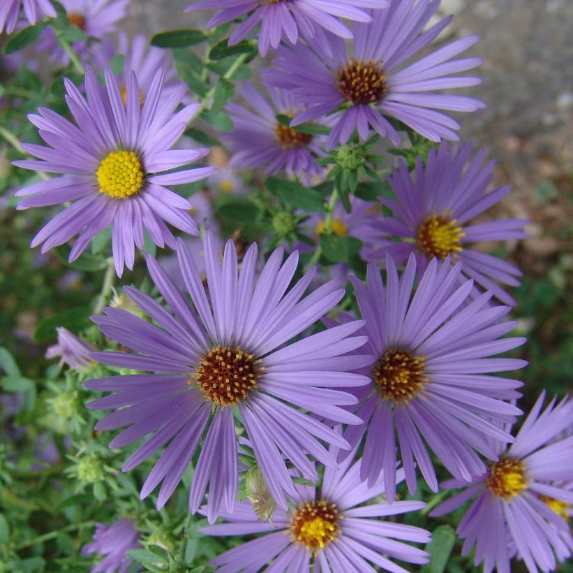 G1490 Aster Oblongifolius 27october Skies 27 38 498b86c1 Ff3e 46b9 Be8c 2d32cc427a69 from www redcrocus com