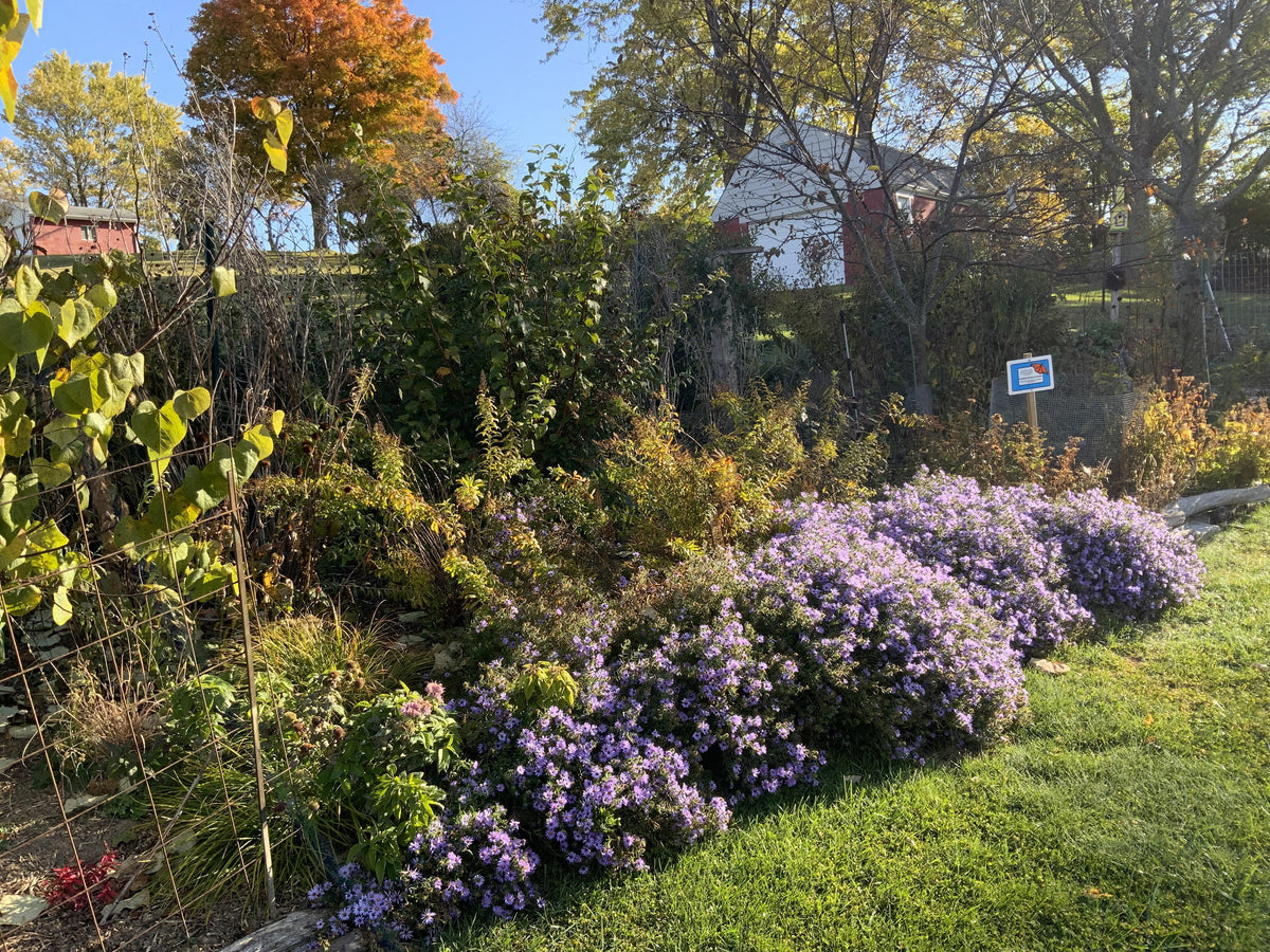 G1490 Aster Oblongifolius 27october Skies 27 39 Cb3d4bba Ce20 48df A36a 85f96575bf84 from www redcrocus com