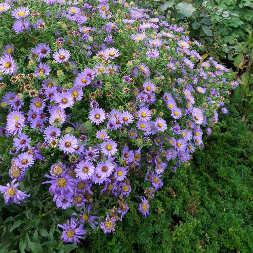 G1490 Aster Oblongifolius 27october Skies 27 3 A2f3c40d 0504 408e A44b E3fa0e3e4b1e from www redcrocus com