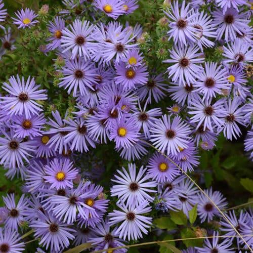 G1490 Aster Oblongifolius 27october Skies 27 40 Dec76e3e Eecf 4fcd 8947 31eea3734cc5 from www redcrocus com