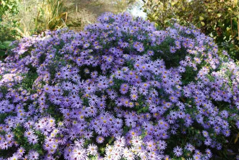 G1490 Aster Oblongifolius 27october Skies 27 4 A2e82ed5 8cc5 4471 8ab0 6caa5051dd6c from www redcrocus com