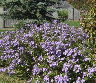 G1490 Aster Oblongifolius 27october Skies 27 5 883b3b72 E84c 41c3 Ba56 645dfe9b2f50 from www redcrocus com