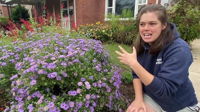 G1490 Aster Oblongifolius 27october Skies 27 6 B3c235f7 A29b 4e7d 9f91 3cdd88424366 from www redcrocus com