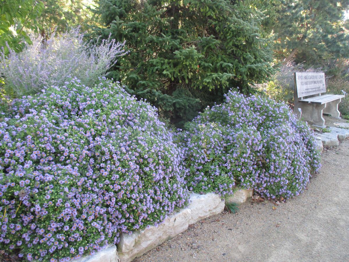G1490 Aster Oblongifolius 27october Skies 27 7 7e1340c0 D767 4064 Be52 523e94911cf6 from www redcrocus com