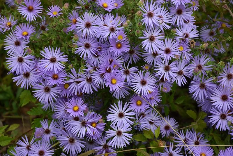 G1490 Aster Oblongifolius 27october Skies 27 9 Ea68ff6e 7b5c 4d16 A991 8b67bbd18aa3 from www redcrocus com