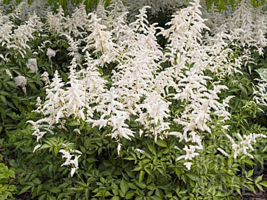 G1491 Astilbe Japonica 'deutschland' - View 10 from www redcrocus com