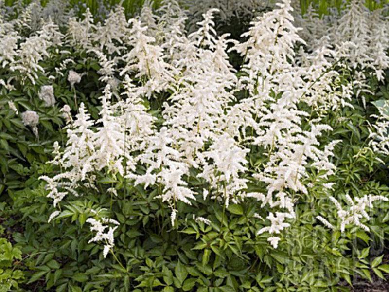 G1491 Astilbe Japonica 'deutschland' - View 10 from www redcrocus com
