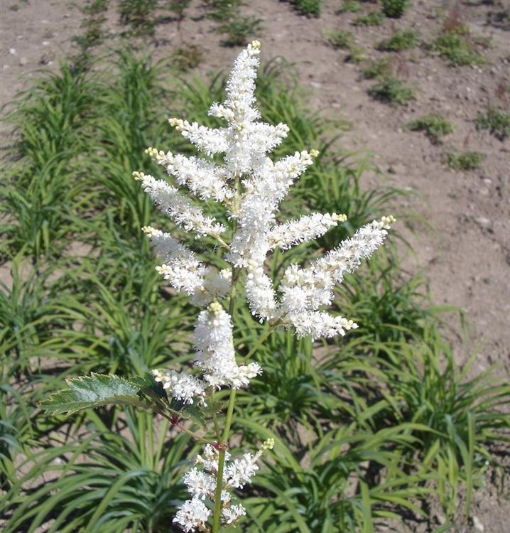 G1491 Astilbe Japonica 'deutschland' - View 11 from www redcrocus com