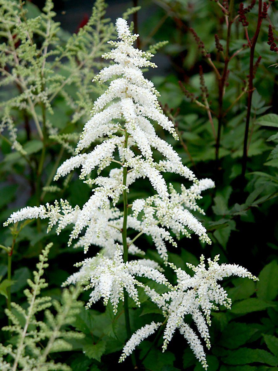 G1491 Astilbe Japonica 'deutschland' - View 13 from www redcrocus com