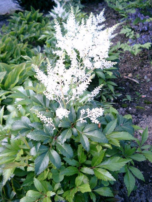 G1491 Astilbe Japonica 'deutschland' - View 15 from www redcrocus com