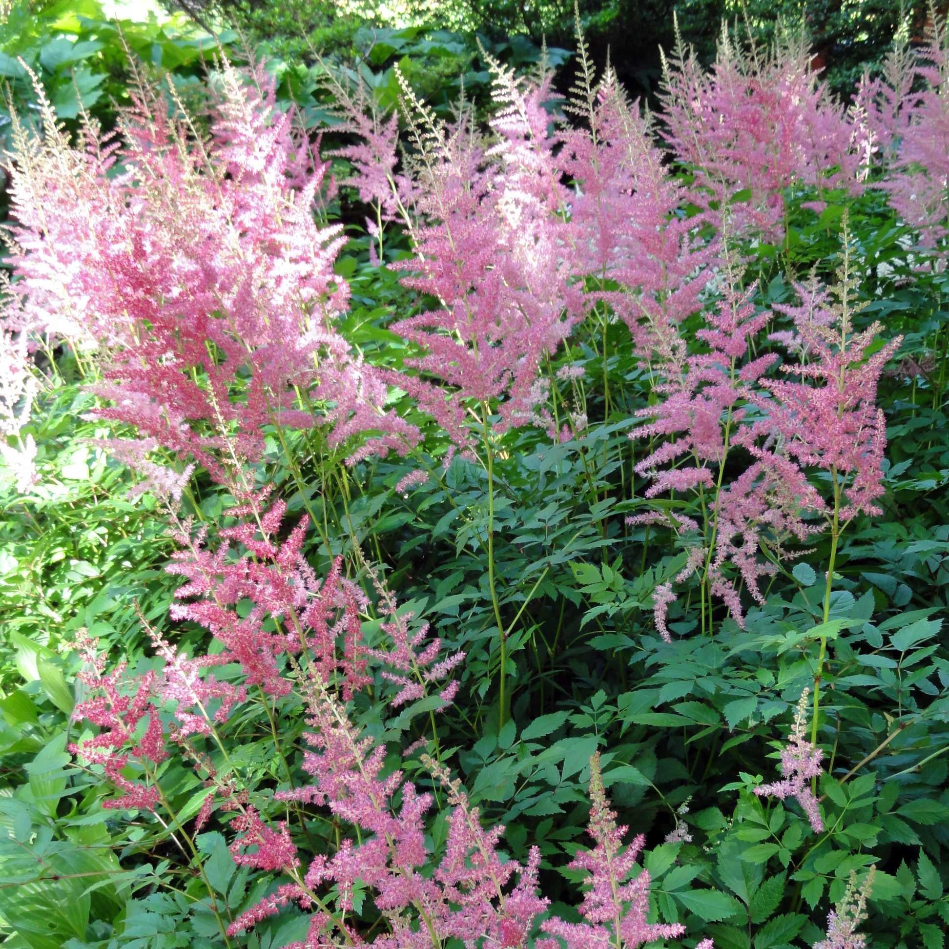 G1491 Astilbe Japonica 'deutschland' - View 16 from www redcrocus com