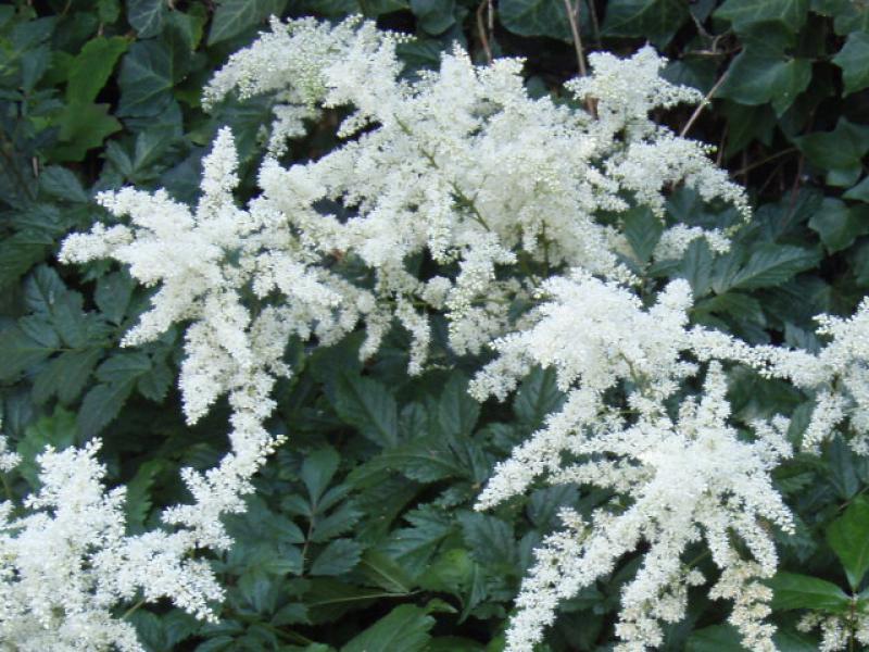 G1491 Astilbe Japonica 'deutschland' - View 17 from www redcrocus com
