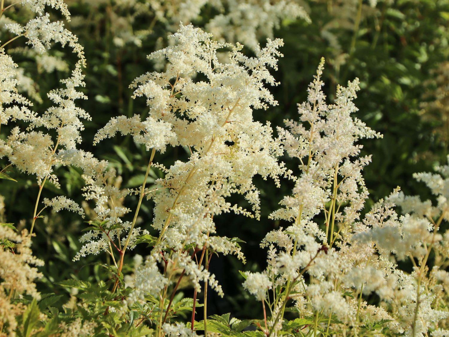 G1491 Astilbe Japonica 'deutschland' - View 18 from www redcrocus com