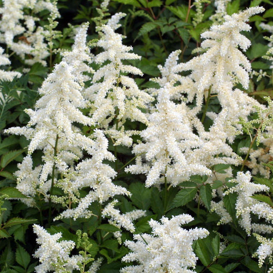 G1491 Astilbe Japonica 'deutschland' - View 1 from www redcrocus com