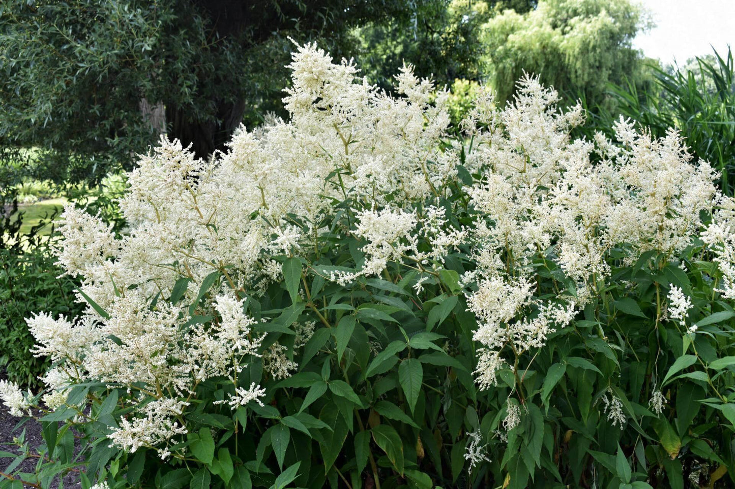 G1491 Astilbe Japonica 'deutschland' - View 2 from www redcrocus com