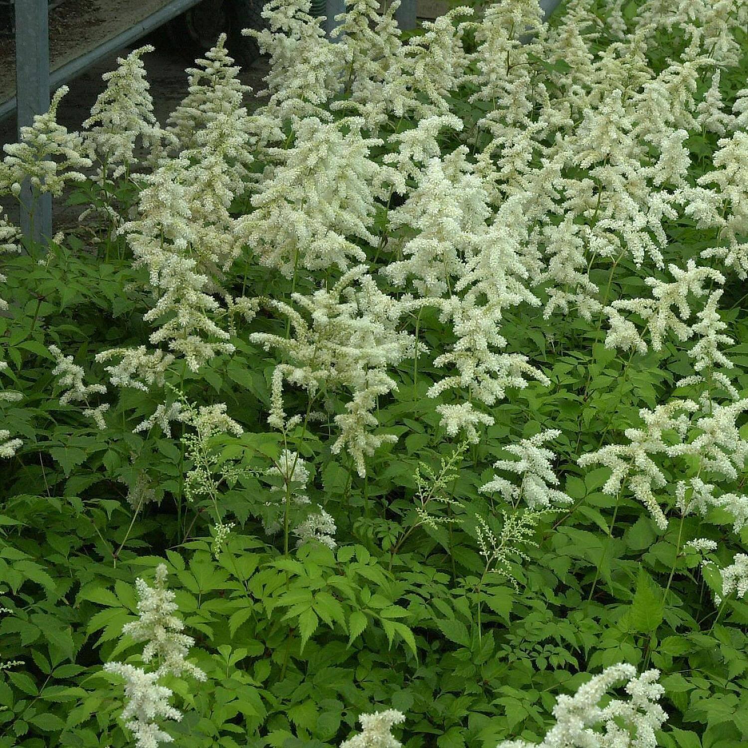 G1491 Astilbe Japonica 'deutschland' - View 3 from www redcrocus com