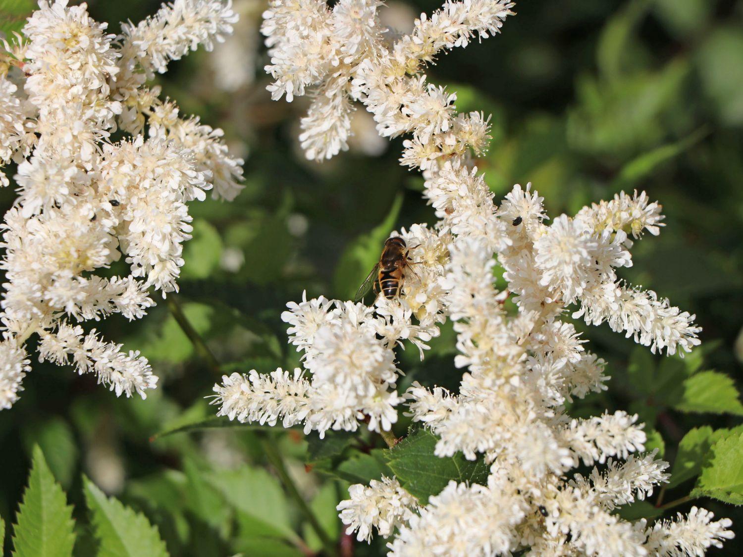 G1491 Astilbe Japonica 'deutschland' - View 5 from www redcrocus com