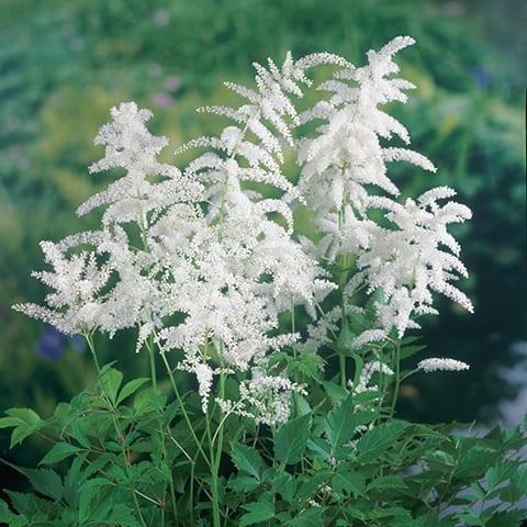 G1491 Astilbe Japonica 'deutschland' - View 7 from www redcrocus com