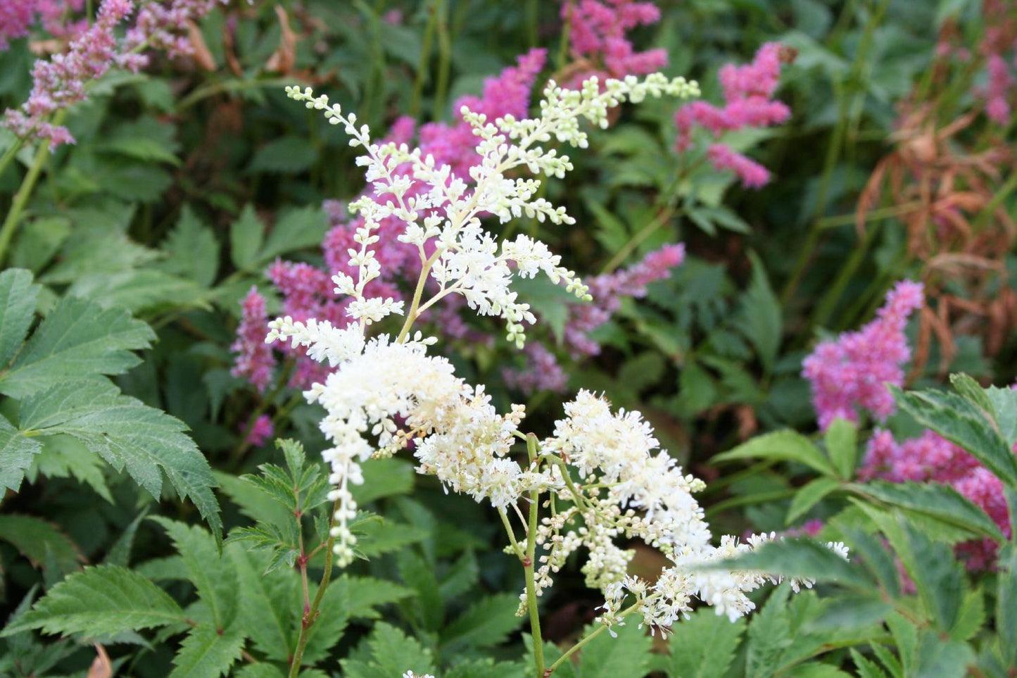 G1491 Astilbe Japonica 'deutschland' - View 8 from www redcrocus com