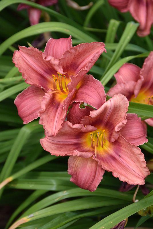 G1508 Hemerocallis X Rosy Returns - View 11 from www redcrocus com