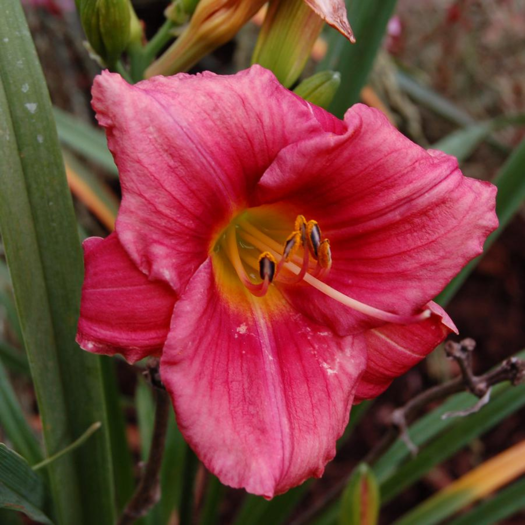 G1508 Hemerocallis X Rosy Returns 14 42df8153 8adf 4a30 937d 75deb88cf79a from www redcrocus com