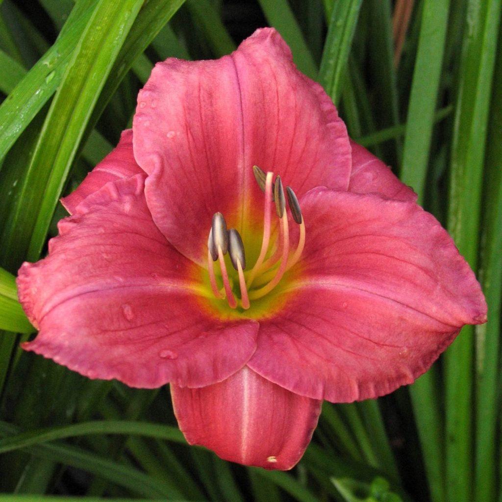 G1508 Hemerocallis X Rosy Returns 15 86f013ae 3440 4c20 A4f9 D308b6239790 from www redcrocus com