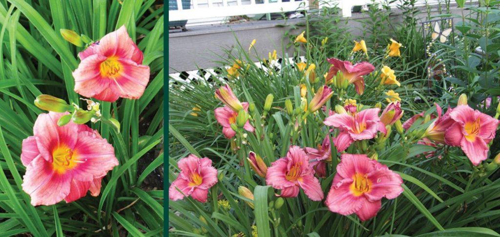 G1508 Hemerocallis X Rosy Returns - View 16 from www redcrocus com