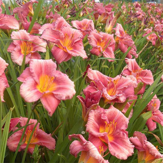 G1508 Hemerocallis X Rosy Returns 1 0df10ee2 44ed 4702 84e3 D14274aafe14 from www redcrocus com