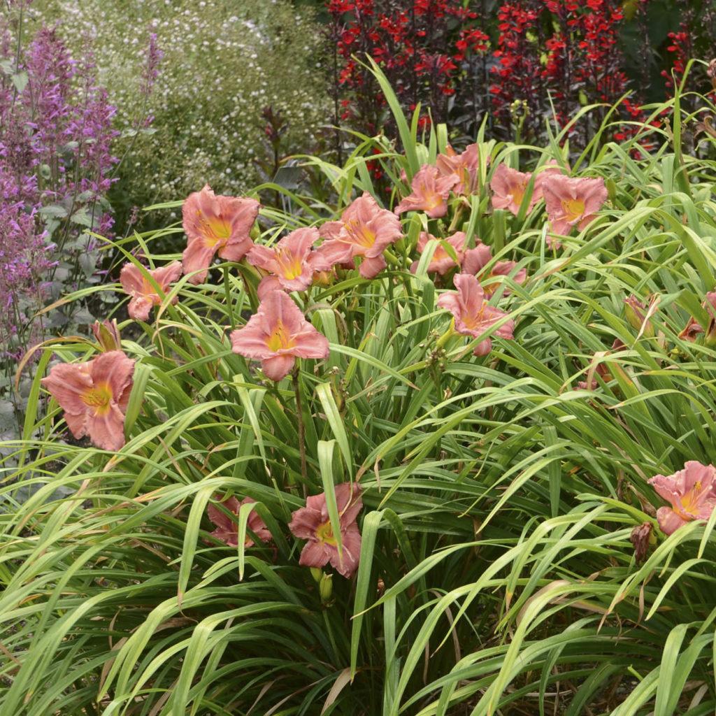 G1508 Hemerocallis X Rosy Returns - View 3 from www redcrocus com