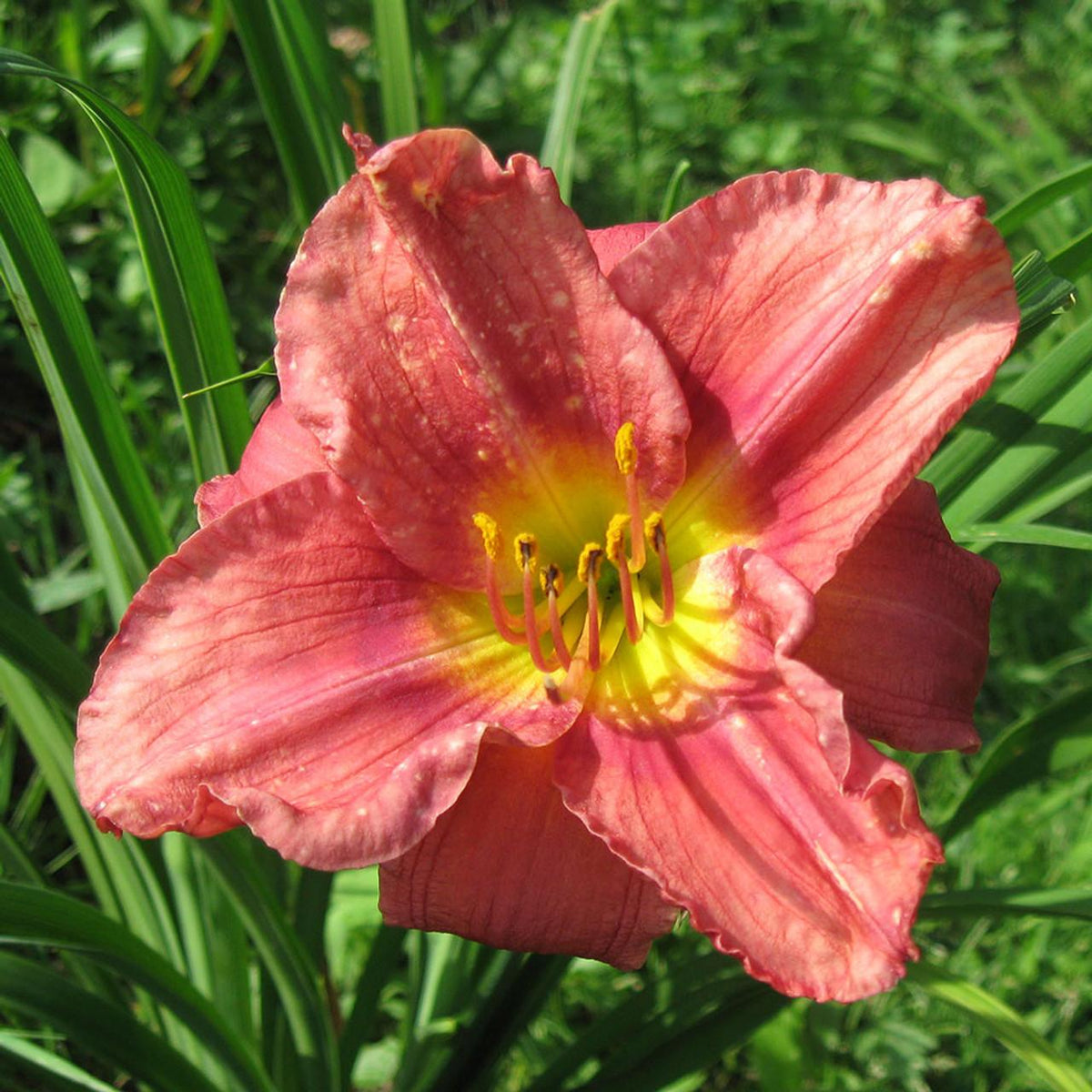 G1508 Hemerocallis X Rosy Returns 5 F2122096 F9e1 4b05 9016 590426f749fc from www redcrocus com