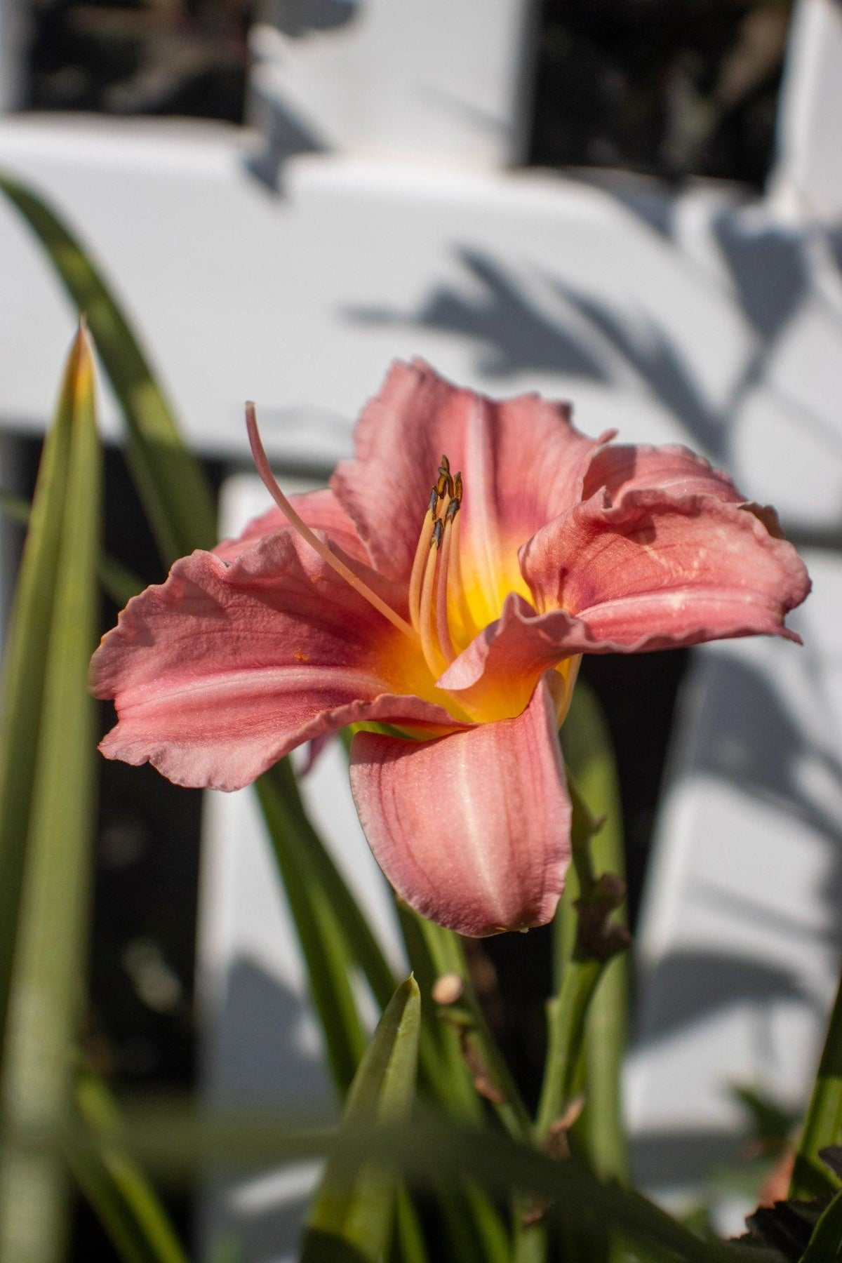 G1508 Hemerocallis X Rosy Returns 6 F2bcf060 B2b1 41e8 Ab14 0a631f668ee8 from www redcrocus com