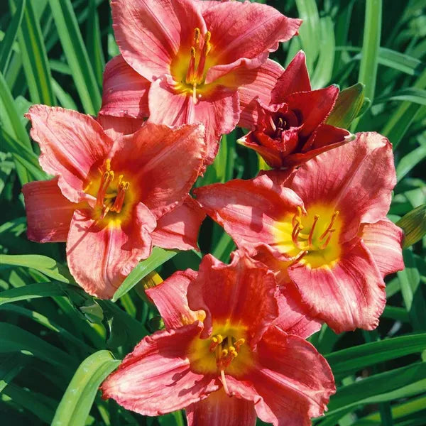 G1508 Hemerocallis X Rosy Returns 7 8474909b E5d4 4e42 8704 8ad945b0e9a3 from www redcrocus com