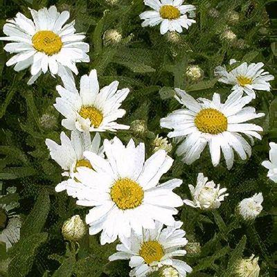 G1515 Leucanthemum X Superbum White Mountain 11 F13ad753 B10f 4c0a 942c A8fa73aa8d95 from www redcrocus com
