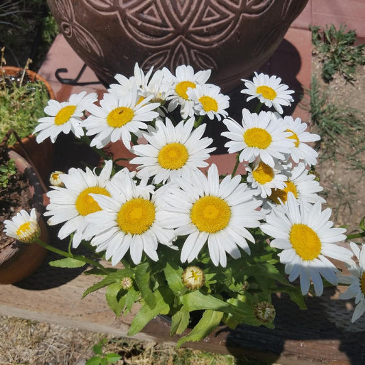 G1515 Leucanthemum X Superbum White Mountain - View 1 from www redcrocus com