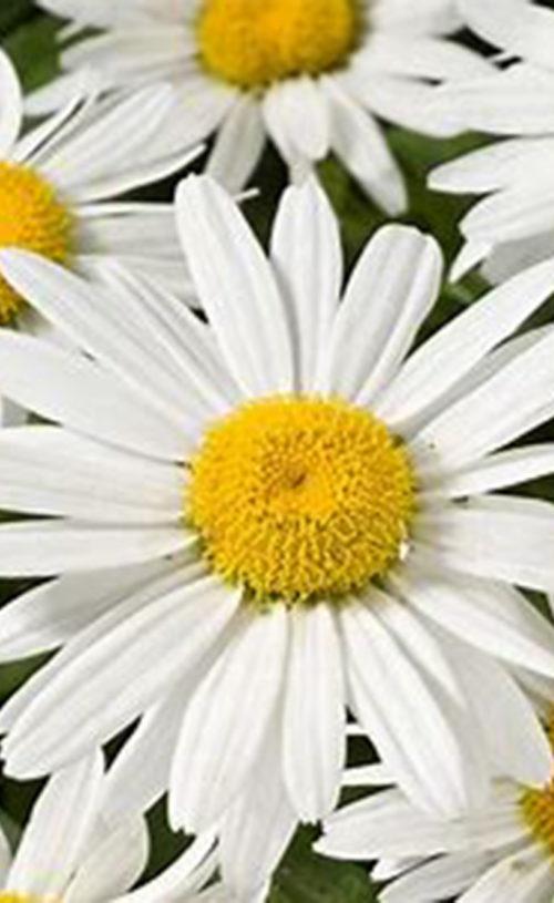 G1515 Leucanthemum X Superbum White Mountain - View 4 from www redcrocus com