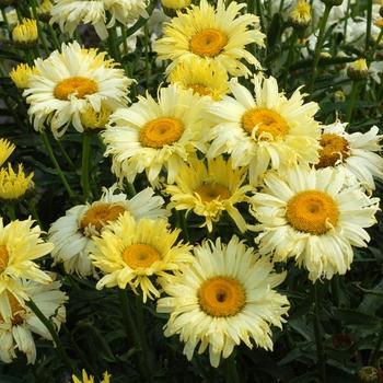 G1515 Leucanthemum X Superbum White Mountain - View 9 from www redcrocus com