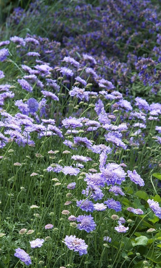 G151 Scabiosa Columbaria Butterfly Blue - View 1 from www redcrocus com