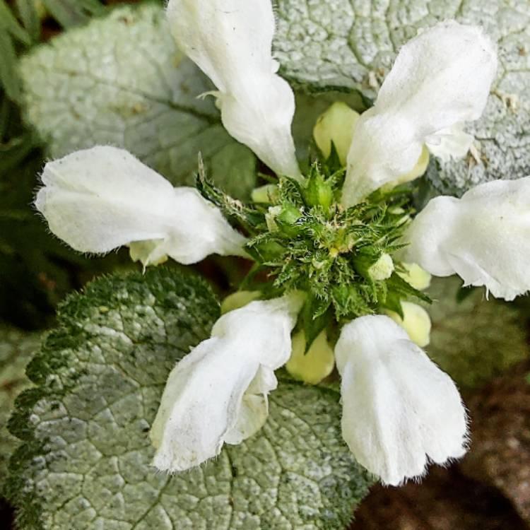 G152 Lamium Maculatum White Nancy 10 B76de272 7aea 40d5 8913 C3eead9bc748 from www redcrocus com