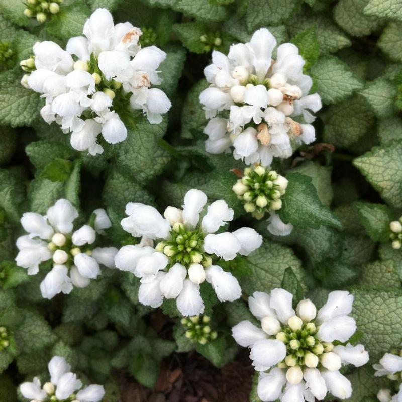 G152 Lamium Maculatum White Nancy 12 D52be144 6132 4f9e 9be2 Bbaeba5588d0 from www redcrocus com