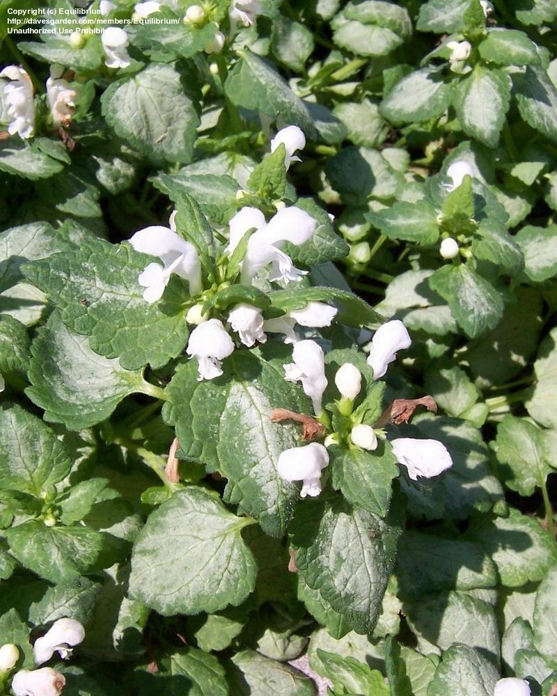 G152 Lamium Maculatum White Nancy - View 13 from www redcrocus com