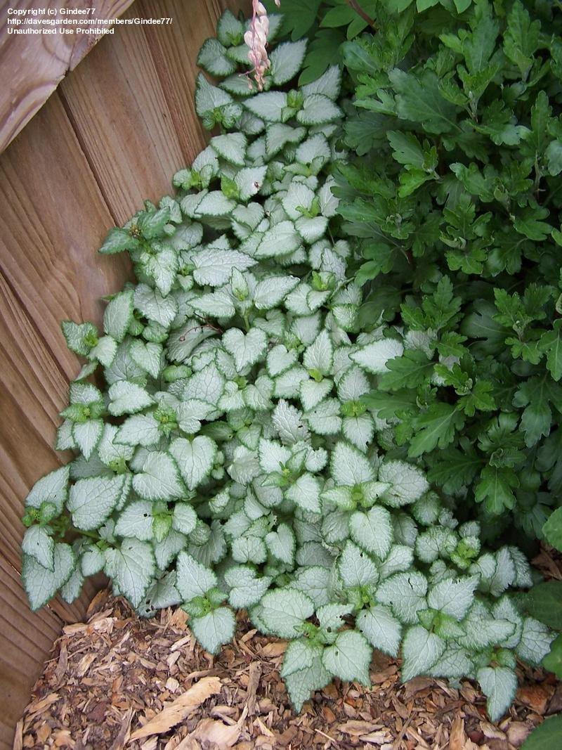 G152 Lamium Maculatum White Nancy 14 Db4c9de4 E159 43c8 Bae0 823416a65ac2 from www redcrocus com