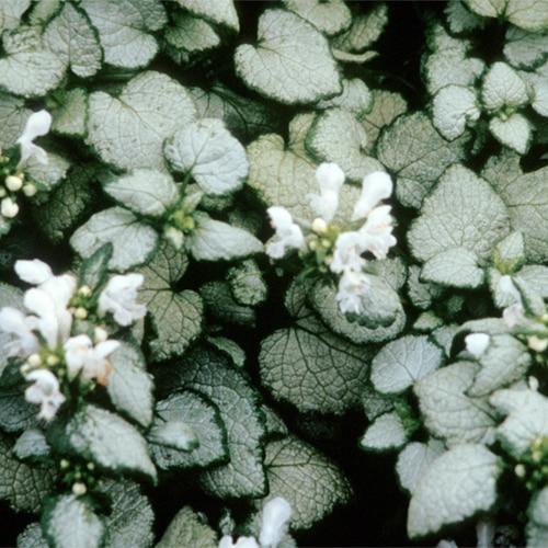 G152 Lamium Maculatum White Nancy - View 16 from www redcrocus com