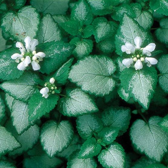 G152 Lamium Maculatum White Nancy - View 18 from www redcrocus com