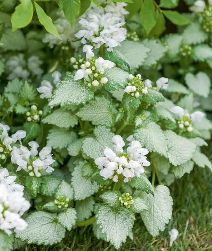 G152 Lamium Maculatum White Nancy 1 18bbfdd1 5d92 452b B5a9 33791c363be1 from www redcrocus com