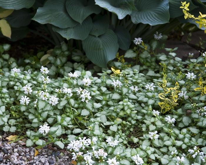 G152 Lamium Maculatum White Nancy 3 Db2927e4 C997 4ee7 9f0a 720bb0029bfb from www redcrocus com